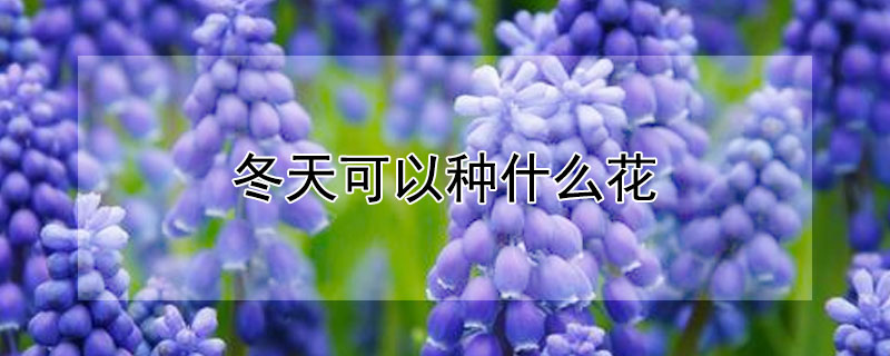 冬天可以種什麼花