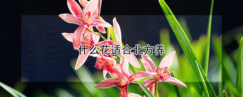 什麼花適合北方養