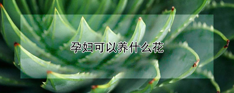 孕婦可以養什麼花