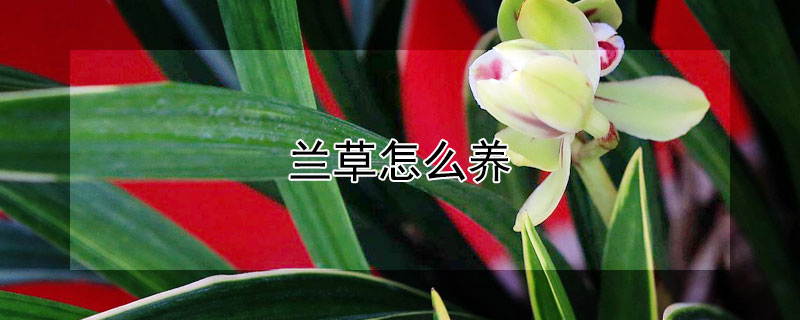 蘭草怎麼養