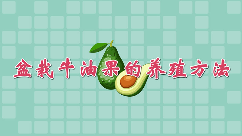 盆栽牛油果的養殖方法