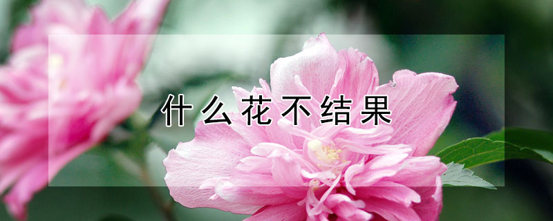 什麼花不結果