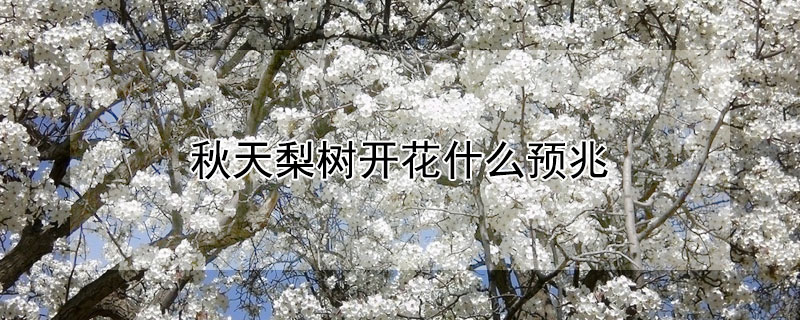秋天梨樹開花什麼預兆