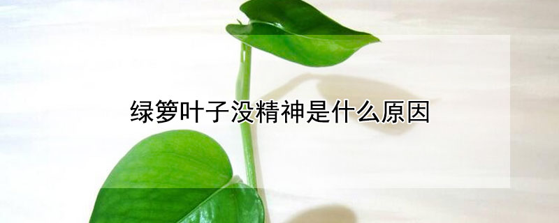 綠籮葉子沒精神是什麼原因