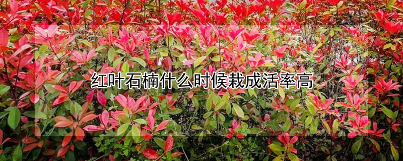 紅葉石楠什麼時候栽成活率高