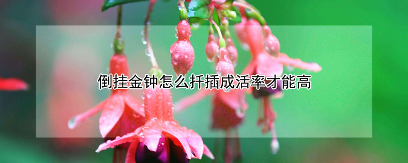 倒掛金鍾怎麼扡插成活率才能高