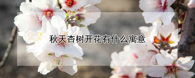 秋天杏樹開花有什麼寓意