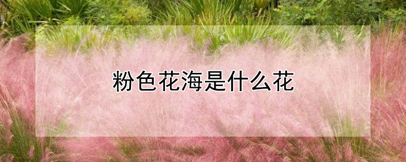粉色花海是什麼花