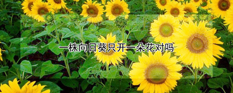 一株向日葵隻開一朵花對嗎