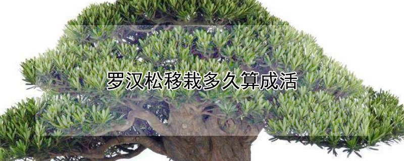 羅漢鬆移栽多久算成活