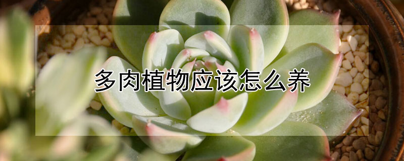 多肉植物應該怎麼養