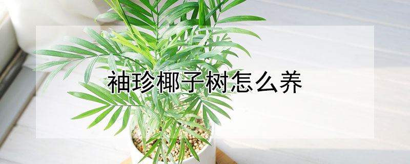 袖珍椰子樹怎麼養