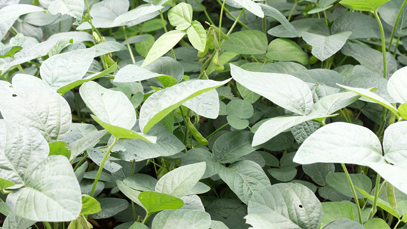 黃豆和毛豆是不是一種東西