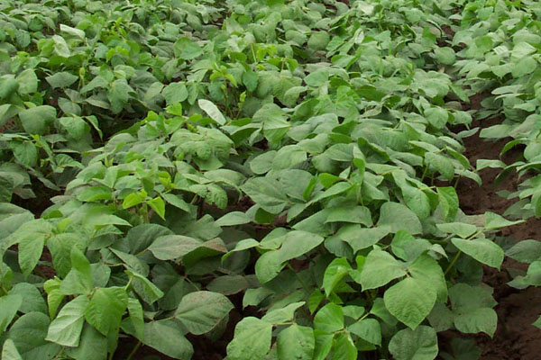 綠豆怎麼發芽
