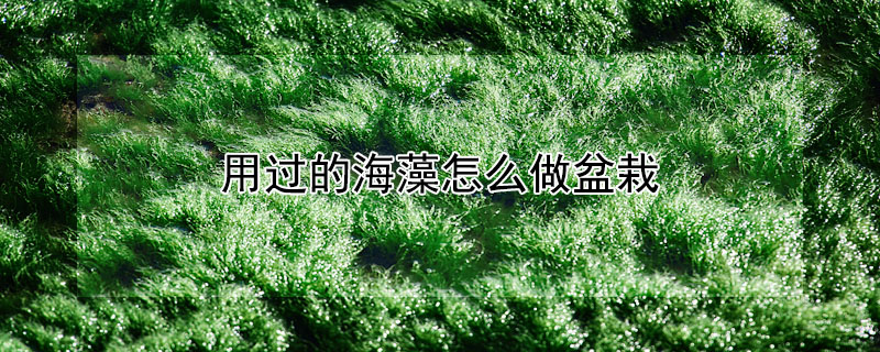 用過的海藻怎麼做盆栽