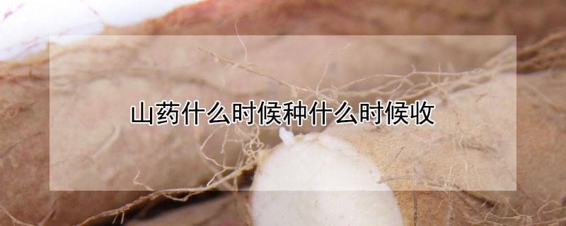 山藥什麼時候種什麼時候收