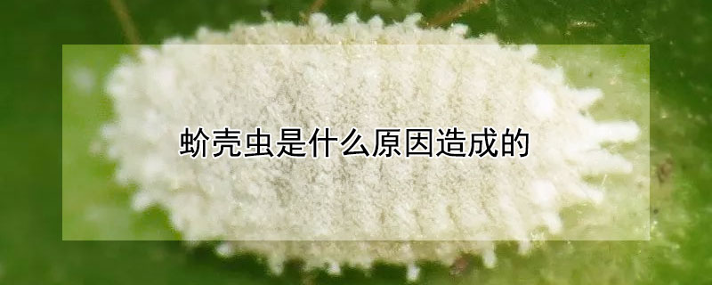 蚧殼蟲是什麼原因造成的