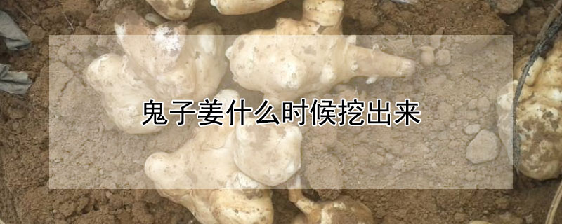 鬼子薑什麼時候挖出來