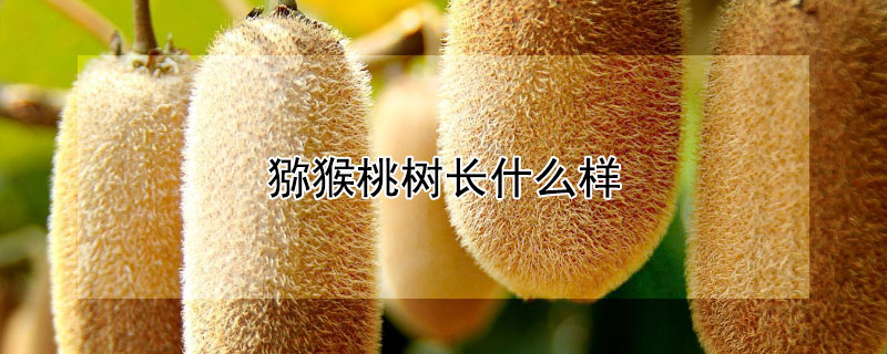 獼猴桃樹長什麼樣