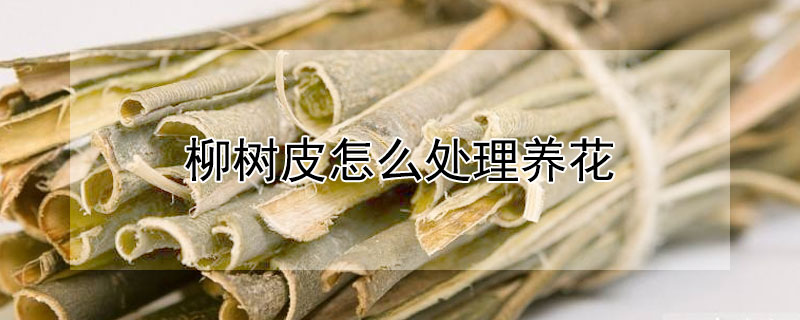 柳樹皮怎麼處理養花