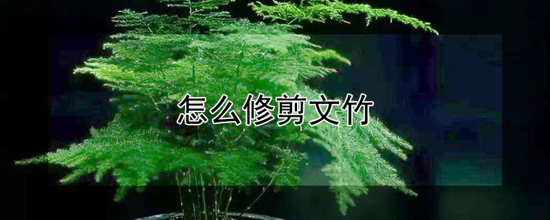 怎麼修剪文竹