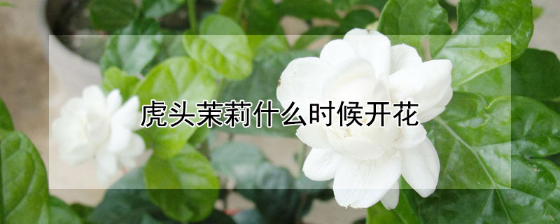 虎頭茉莉什麼時候開花