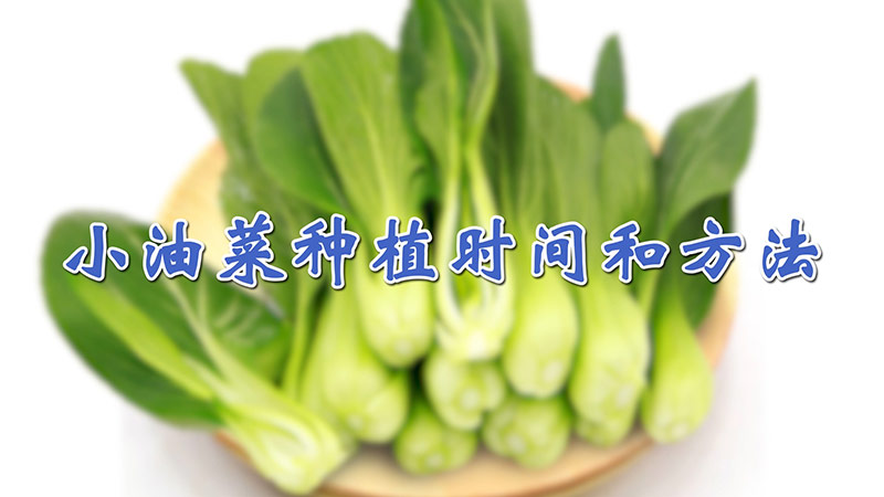 小油菜種植時間和方法