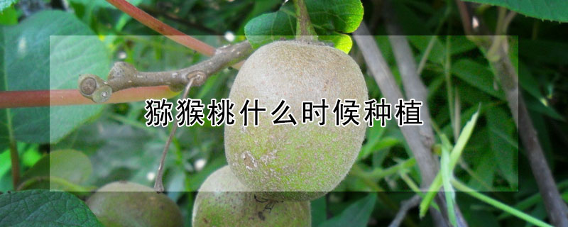 獼猴桃什麼時候種植