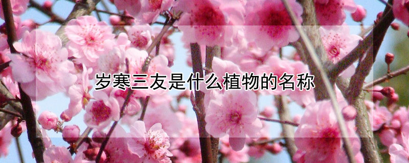 歲寒三友是什麼植物的名稱