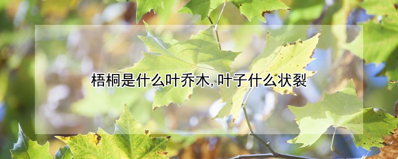 梧桐是什麼葉喬木,葉子什麼狀裂