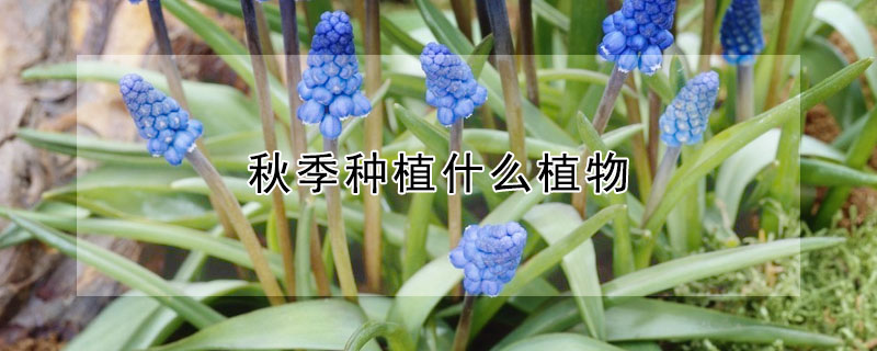秋季種植什麼植物