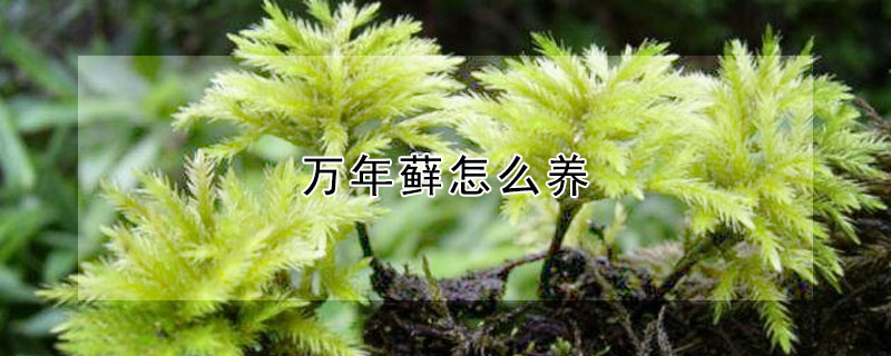 萬年蘚怎麼養