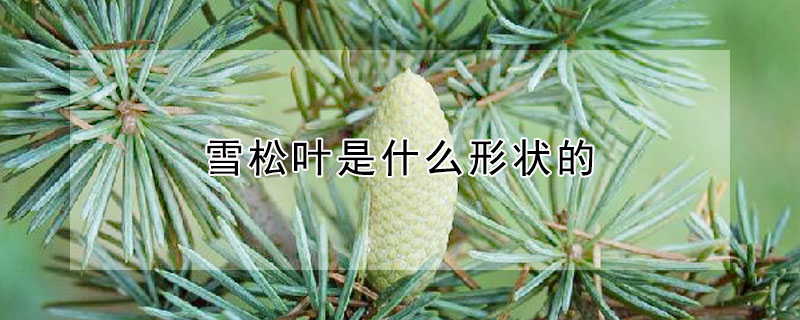 雪鬆葉是什麼形狀的