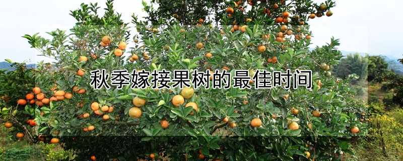 秋季嫁接果樹的最佳時間