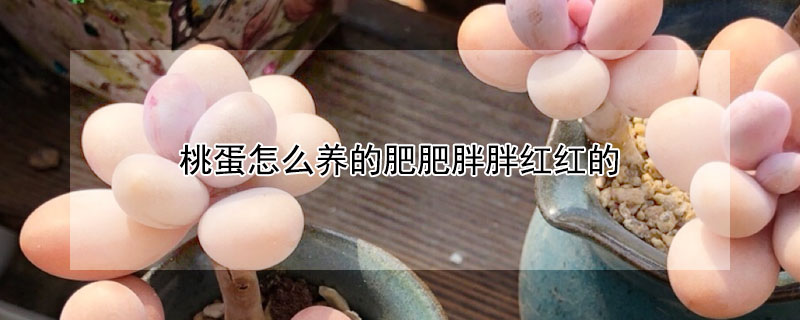 桃蛋怎麼養的肥肥胖胖紅紅的