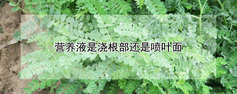 營養液是澆根部還是噴葉麵