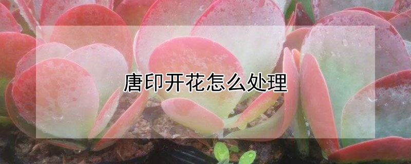 唐印開花怎麼處理