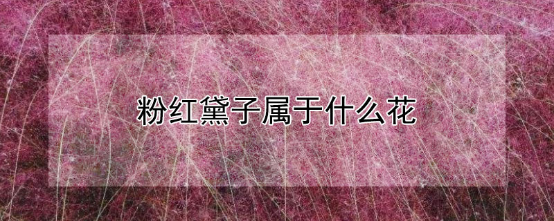 粉紅黛子屬於什麼花