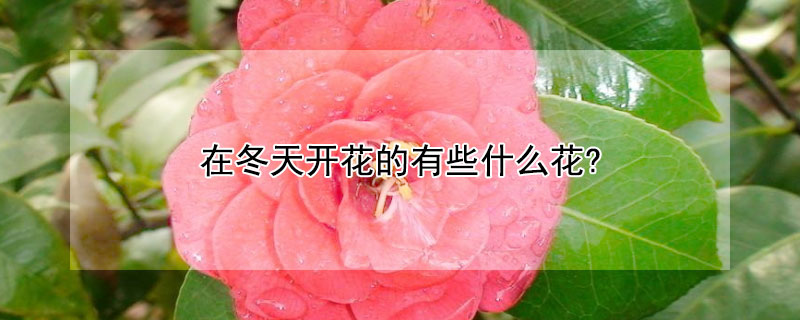 在冬天開花的有些什麼花?