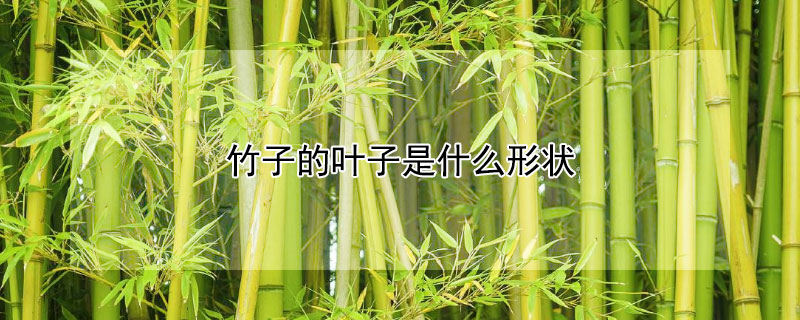 竹子的葉子是什麼形狀
