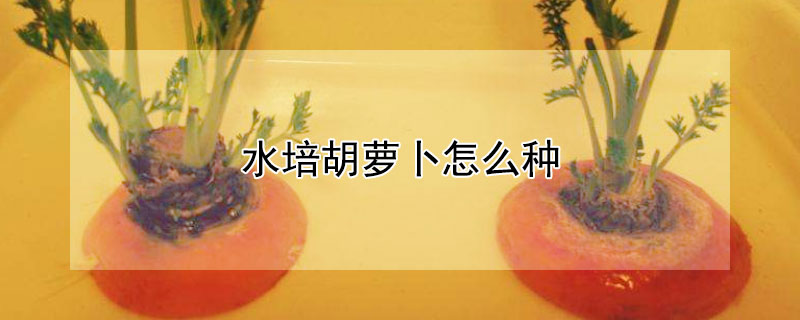 水培胡蘿卜怎麼種