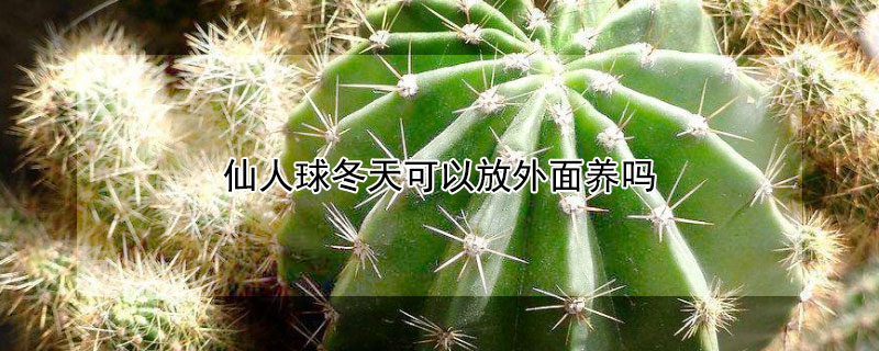 仙人球冬天可以放外麵養嗎