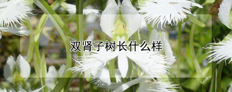雙腎子樹長什麼樣