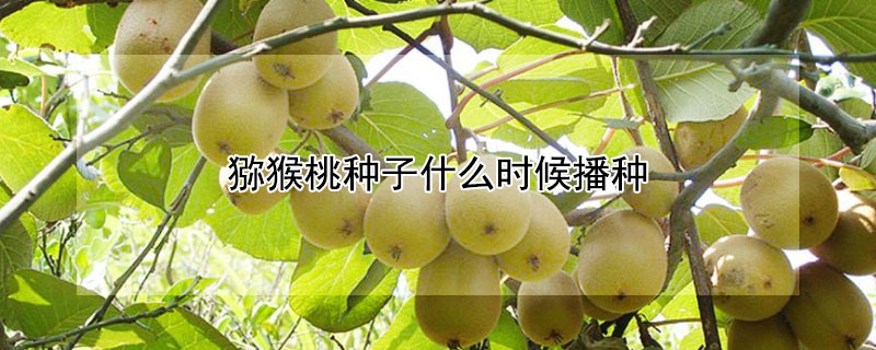 獼猴桃種子什麼時候播種