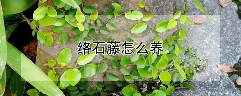 絡石藤怎麼養