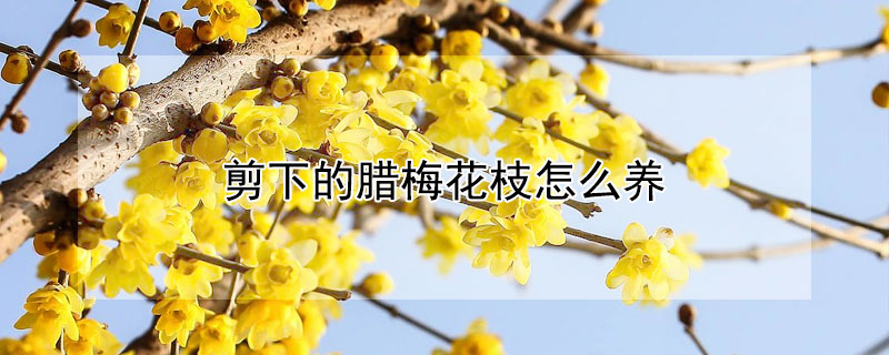 剪下的臘梅花枝怎麼養