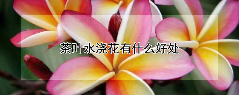 茶葉水澆花有什麼好處