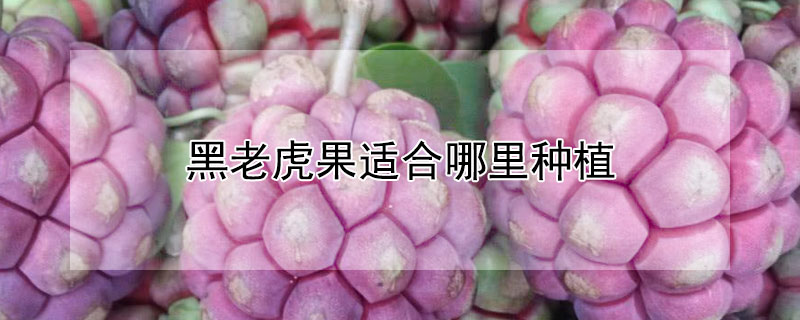 黑老虎果適合哪裏種植