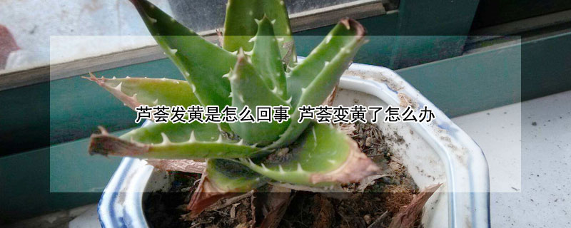 蘆薈發黃是怎麼回事 蘆薈變黃了怎麼辦