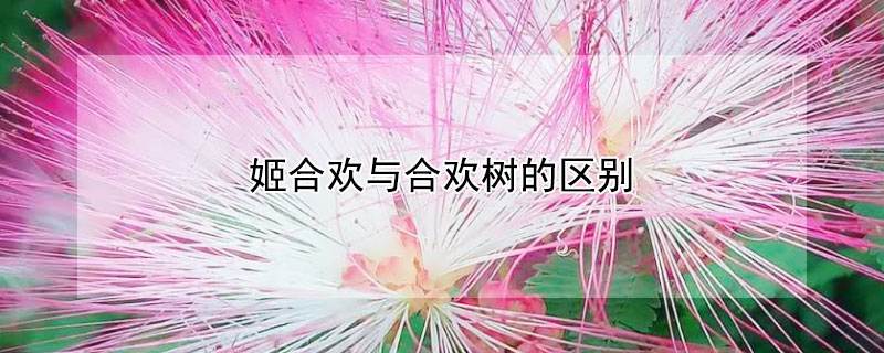 姬合歡與合歡樹的區別
